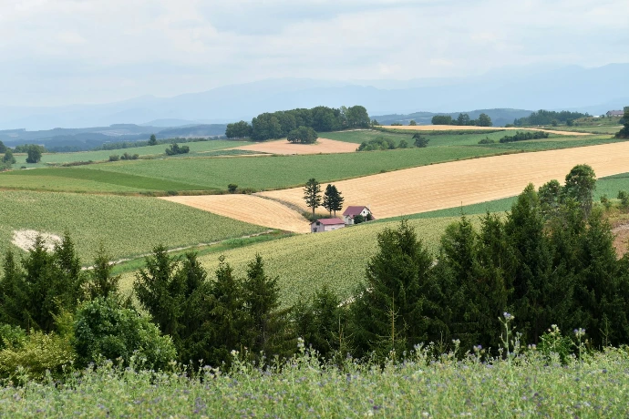 green grass field under blue sky during daytime